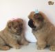 Chow Chow Puppies for sale in Pennsylvania Ave NW, Washington, DC, USA. price: $500