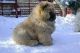 Chow Chow Puppies for sale in Pennsylvania Ave NW, Washington, DC, USA. price: $500