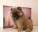 Chow Chow Puppies for sale in Maryland Line, MD 21105, USA. price: NA