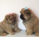 Chow Chow Puppies for sale in Maryland Line, MD 21105, USA. price: NA