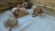Chow Chow Puppies for sale in Brownfield, TX 79316, USA. price: NA