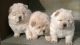 Chow Chow Puppies for sale in Indianapolis Blvd, Hammond, IN, USA. price: NA