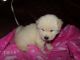 Chow Chow Puppies for sale in Tucson, AZ, USA. price: $400