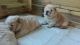 Chow Chow Puppies for sale in Reynoldsville, PA 15851, USA. price: NA