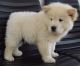 Chow Chow Puppies for sale in Reynoldsville, PA 15851, USA. price: NA