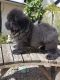 Chow Chow Puppies for sale in Cottage City Rd, Canandaigua, NY 14424, USA. price: NA
