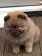Chow Chow Puppies for sale in Cottage City Rd, Canandaigua, NY 14424, USA. price: NA