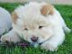 Chow Chow Puppies for sale in Texas St, San Francisco, CA 94107, USA. price: NA