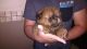 Chow Chow Puppies for sale in Edison, NJ 08837, USA. price: NA