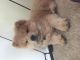 Chow Chow Puppies for sale in Florida Ave NE, Washington, DC, USA. price: NA
