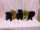 Chow Chow Puppies for sale in Merritt Blvd, Baltimore, MD, USA. price: NA