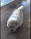 Chow Chow Puppies for sale in Joint Base Andrews, MD 20762, USA. price: NA