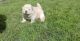 Chow Chow Puppies for sale in Joint Base Andrews, MD 20762, USA. price: NA