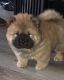 Chow Chow Puppies for sale in Charleston, SC, USA. price: NA