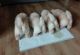 Chow Chow Puppies for sale in Portland, OR 97201, USA. price: NA