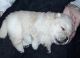 Chow Chow Puppies for sale in Dublin, OH, USA. price: NA
