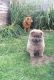Chow Chow Puppies for sale in Mt Pleasant, SC 29466, USA. price: NA