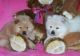 Chow Chow Puppies for sale in Manitowoc, WI 54220, USA. price: $400