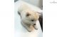 Chow Chow Puppies for sale in Putnam, CT, USA. price: NA
