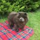 Chow Chow Puppies for sale in Colorado Ave, Santa Monica, CA, USA. price: NA