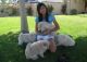 Chow Chow Puppies for sale in Maryland Rd, Willow Grove, PA 19090, USA. price: NA