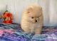 Chow Chow Puppies for sale in Maryland Parkway, Las Vegas, NV, USA. price: NA
