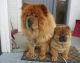 Chow Chow Puppies for sale in Los Angeles, CA 90019, USA. price: NA