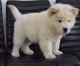 Chow Chow Puppies for sale in 501 Elm St, Dallas, TX 75202, USA. price: NA