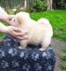 Chow Chow Puppies for sale in 678 Washington Ave, Brooklyn, NY 11238, USA. price: NA