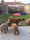 Chow Chow Puppies for sale in Egg Harbor Township, NJ 08234, USA. price: NA