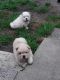 Chow Chow Puppies for sale in San Antonio Ave, Nutley, NJ 07110, USA. price: NA
