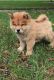 Chow Chow Puppies for sale in Phoenix, AZ, USA. price: $450