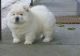 Chow Chow Puppies for sale in Asheville, NC, USA. price: NA