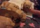 Chow Chow Puppies for sale in Statesville, NC, USA. price: NA