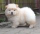 Chow Chow Puppies for sale in Bellevue, WA, USA. price: $600