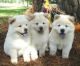 Chow Chow Puppies for sale in Washington Ave, St. Louis, MO, USA. price: NA