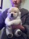 Chow Chow Puppies for sale in Orange Park Northway, Orange Park, FL 32073, USA. price: NA