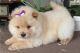 Chow Chow Puppies for sale in Florissant, MO, USA. price: NA