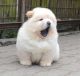 Chow Chow Puppies for sale in Pawtucket, RI, USA. price: $600