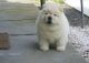 Chow Chow Puppies for sale in Lanai City, HI 96763, USA. price: NA