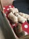 Chow Chow Puppies for sale in Mississippi Ave, West Orange, NJ 07052, USA. price: $500