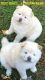Chow Chow Puppies for sale in Kansas City, MO, USA. price: $450