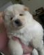 Chow Chow Puppies for sale in Philadelphia, IL 62691, USA. price: NA