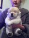 Chow Chow Puppies for sale in Pennsylvania Ave, Los Angeles, CA 90033, USA. price: NA