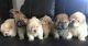 Chow Chow Puppies for sale in New York Ave NW, Washington, DC, USA. price: $400