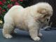 Chow Chow Puppies for sale in Kissimmee, FL, USA. price: NA
