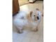 Chow Chow Puppies for sale in Miami, FL 33144, USA. price: NA