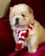 Chow Chow Puppies for sale in Norristown, PA, USA. price: NA