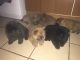 Chow Chow Puppies for sale in Los Andes St, Lake Forest, CA 92630, USA. price: NA