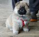 Chow Chow Puppies for sale in St Clair, MI 48079, USA. price: NA